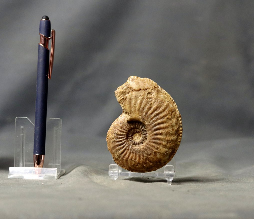 Fin jurassisk Ammonit - Forstenet dyr - Amaltheus margaritatus - 8.2 cm (Ingen mindstepris) #1.0