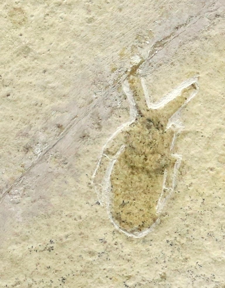 漂亮的化石昆虫 - 動物化石 - Mesonepa minor - 8.5 cm - 7.7 cm  (沒有保留價) #1.0