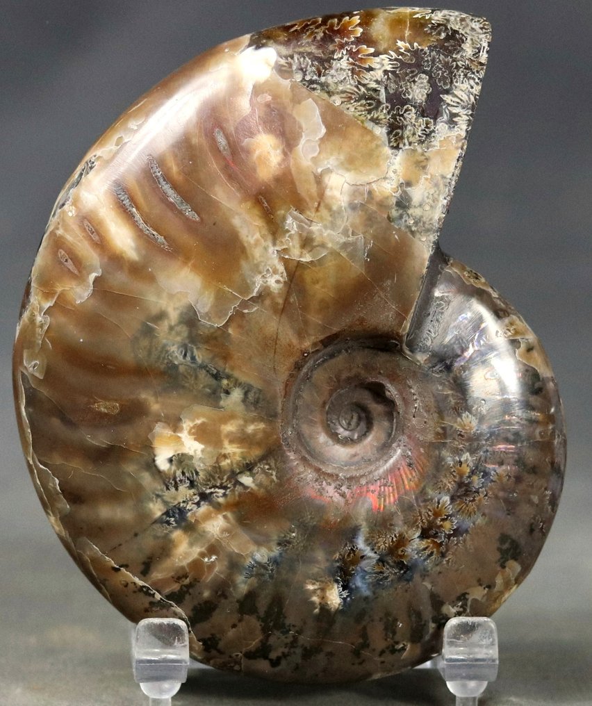 Εντυπωσιακός αμμώτης - Κορυφαία διατήρηση με κοκκινοειδή ιριδίζοντα - Απολιθωμένο ζώο - Aioloceras besairie - 10.4 cm  (χωρίς τιμή ασφαλείας) #1.0