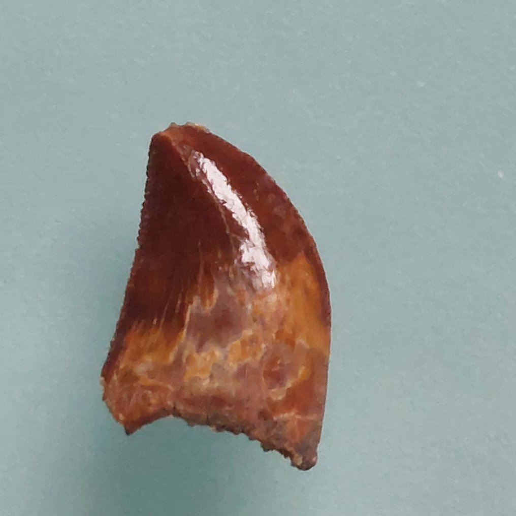 Δεινόσαυρος - Απολιθωμένο δόντι - Raptor Zahn von Dromaeosaurus sp. - 20 mm - 10 mm  (χωρίς τιμή ασφαλείας) #3.2