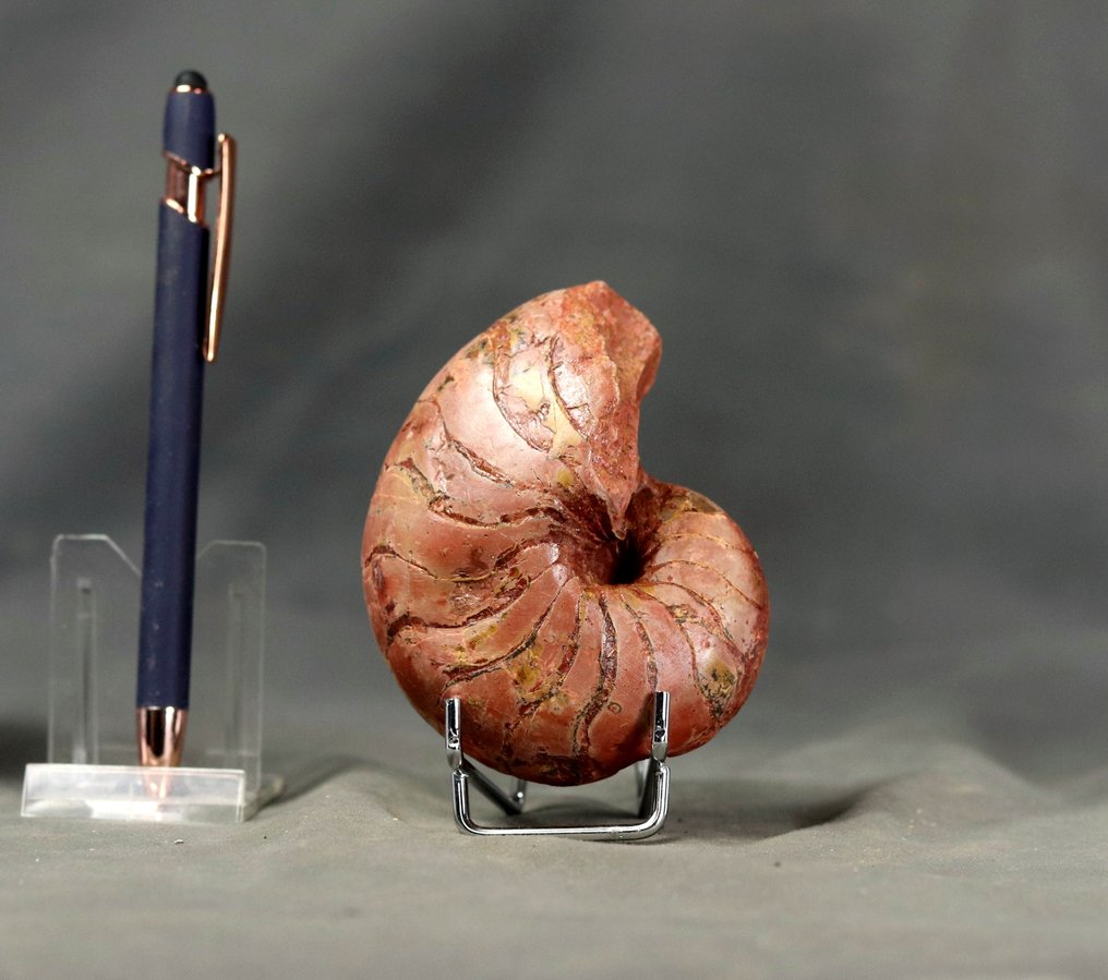 λεπτό Nautiloïd - Απολιθωμένο ζώο - Cenoceras jourdani - 9.5 cm  (χωρίς τιμή ασφαλείας) #1.0