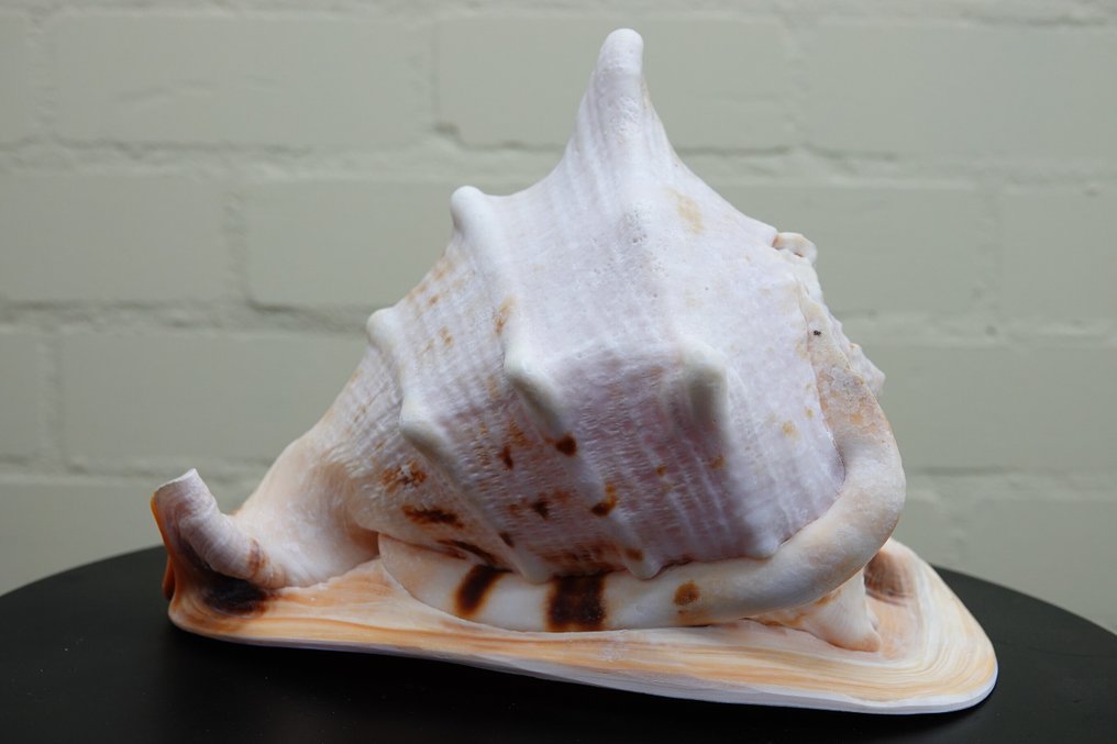 Elmo cornuto Vongola - Cassis cornuta  (Senza prezzo di riserva) #2.1