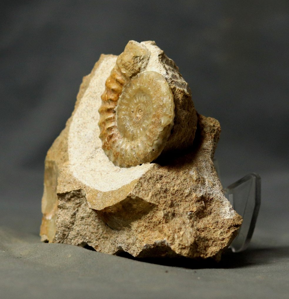 Λεπτό κοχύλι αμμονίτη, σπάνιο πρασινωπό χρώμα, διαφανές, σε πέτρα. - Απολιθωμένο ζώο - Acanthopleuroceras maugenesti - 12.4 cm - 9.5 cm  (χωρίς τιμή ασφαλείας) #4.3