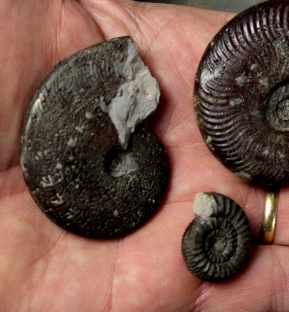 经典法国地点：Thorigné - 优质的菊石标本 - 動物化石  (沒有保留價) #2.1