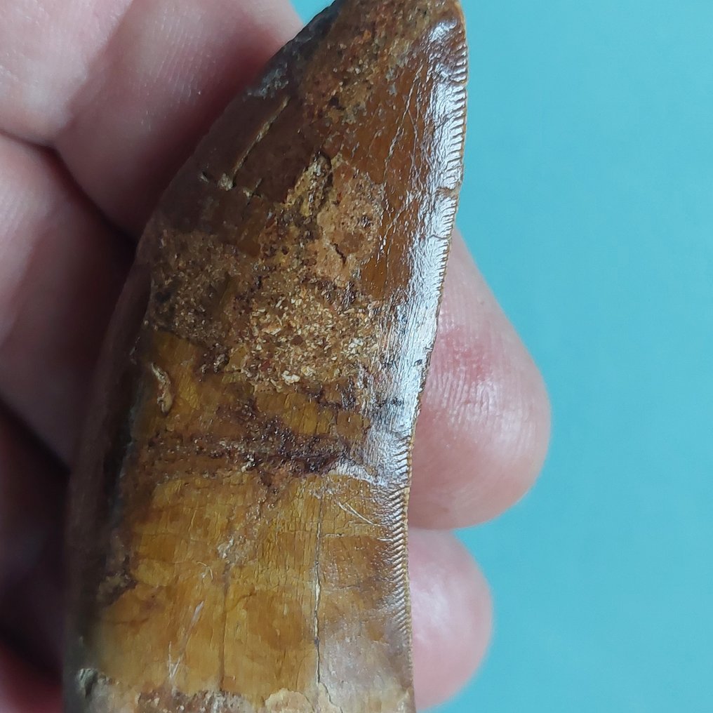 Δεινόσαυρος - Απολιθωμένο δόντι - Carcharodontosaurus sp. - 68 mm - 30 mm #3.2