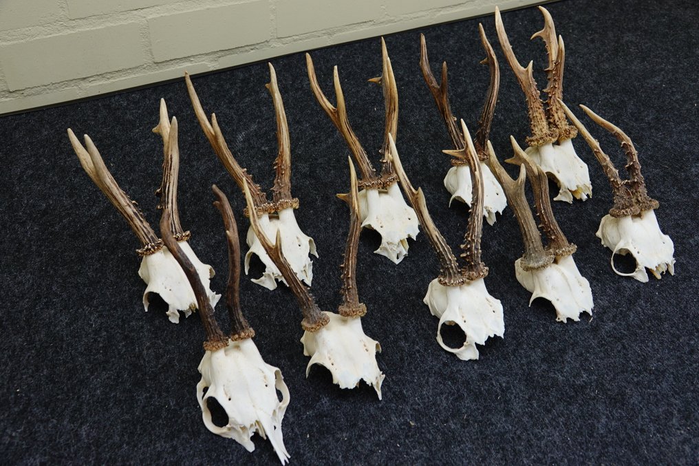 Roebuck Κρανίο - Capreolus capreolus - 0 cm - 0 cm - 0 cm- non-CITES species #1.0