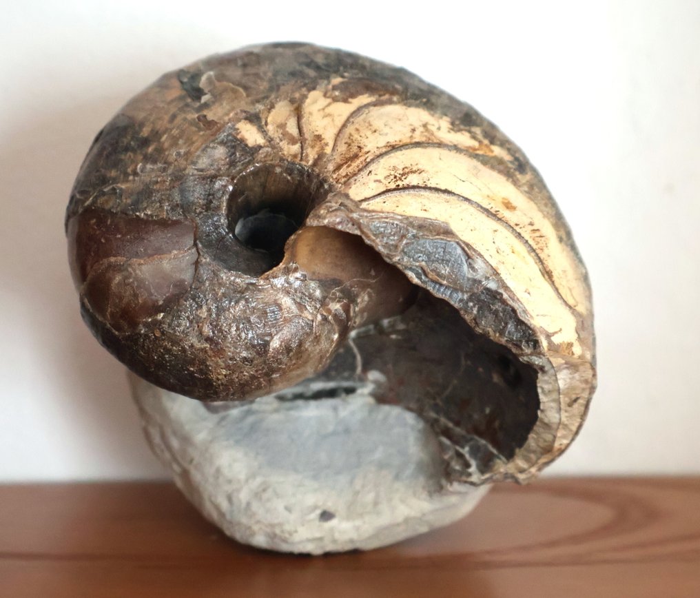 顶级品质 - Nautile - 貝殼化石 - 9.5 cm #1.0