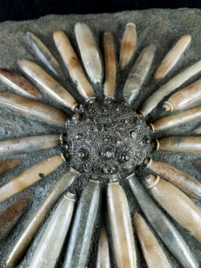 Μεγάλος απολιθωμένος αστερίας υψηλής ποιότητας!!! - Κέλυφος με ακτινοειδή - Απολιθωμένο ζώο - Asterocidaris bistriata (PERON & GAUTHIER, 1903) - 23 cm - 19 cm #1.0