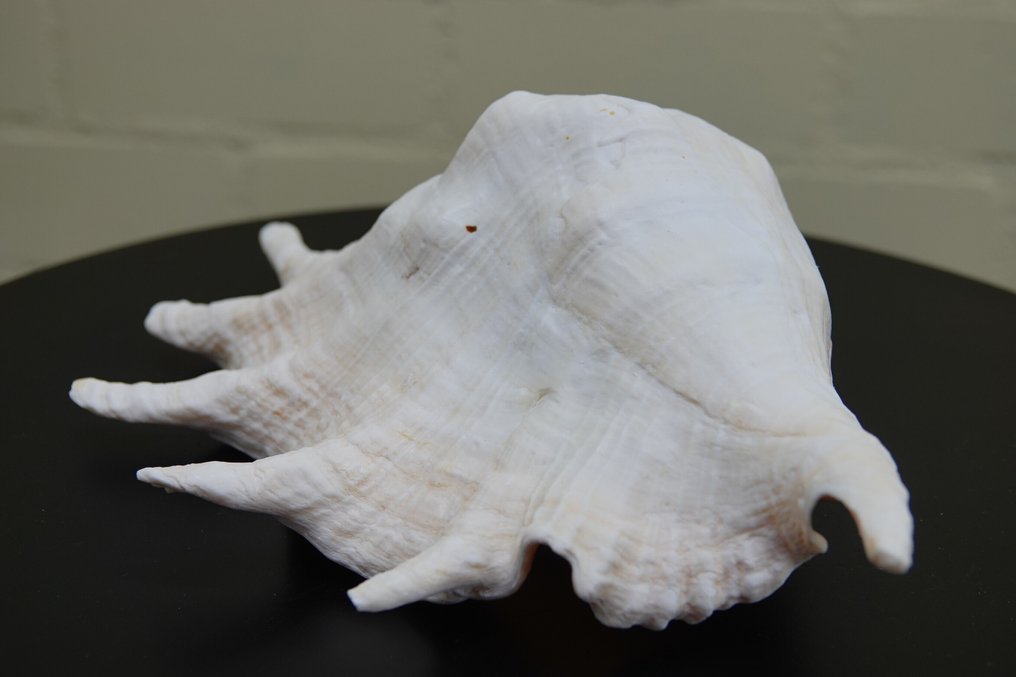 Chiragra Spider Conch Αχιβάδα - Lambis chiragra  (χωρίς τιμή ασφαλείας) #3.2