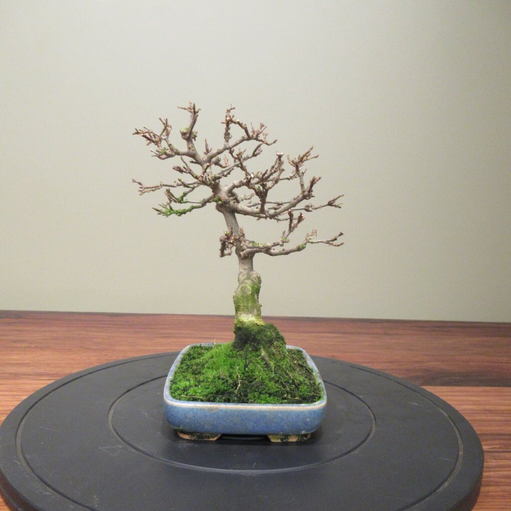 Acer buergerianum - Höjd (träd): 24 cm - Djup (träd): 26 cm - Japan #1.0