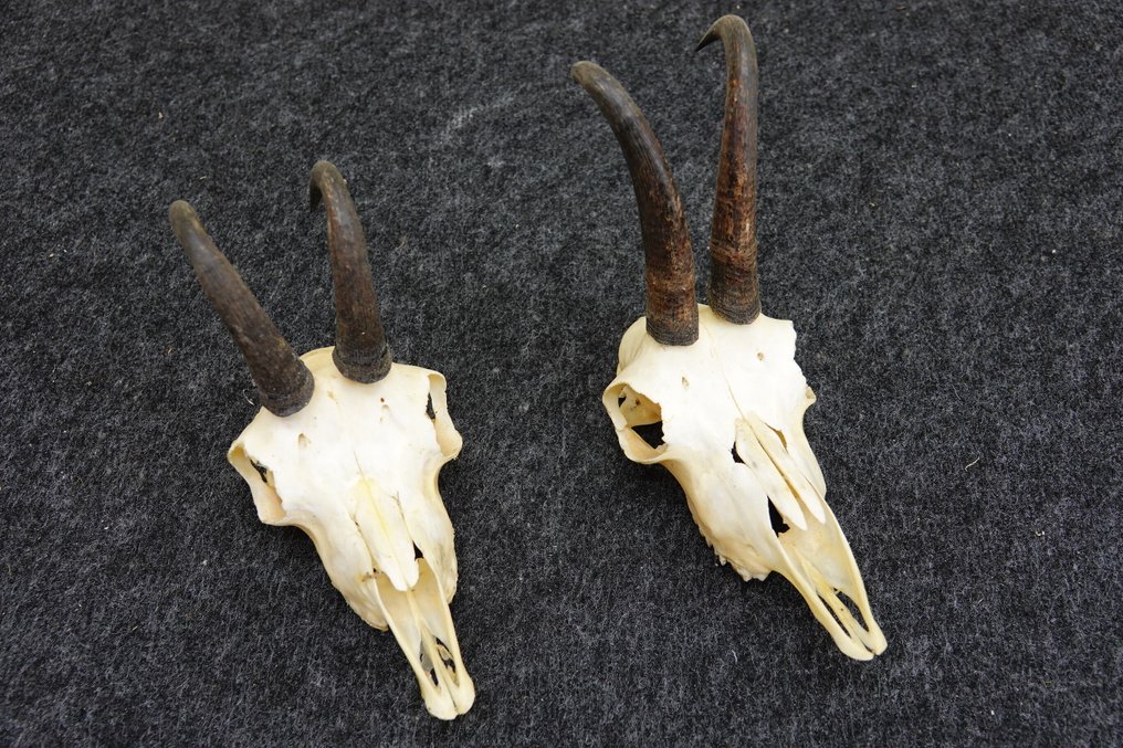 Χαμουάις - κρανίο με κέρατα Κρανίο - Rupicapra rupicapra - 0 cm - 0 cm - 0 cm- non-CITES species -  (2) #4.3