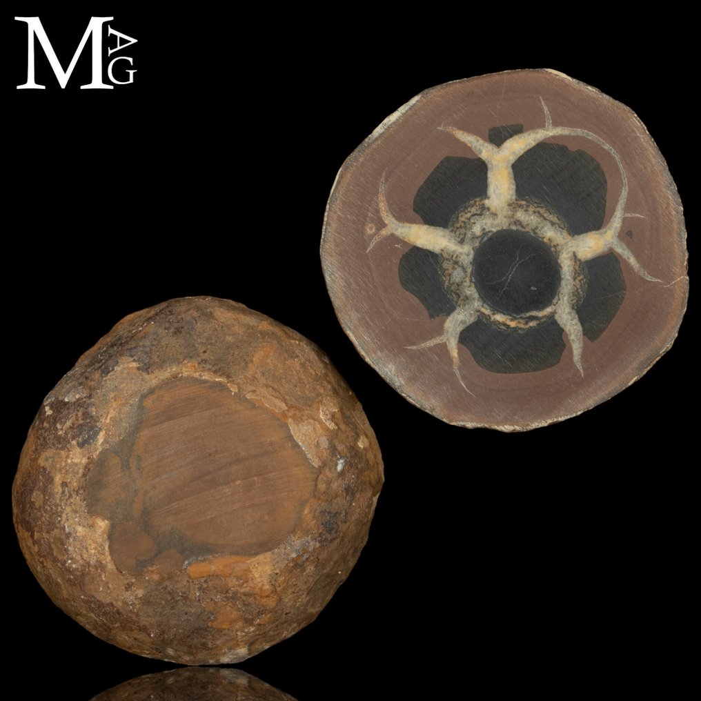 Nodulo Septaria 五千万年 摩洛哥的 Septaria 地理晶体 - 高度: 54 mm - 闊度: 52 mm- 129 g #2.1