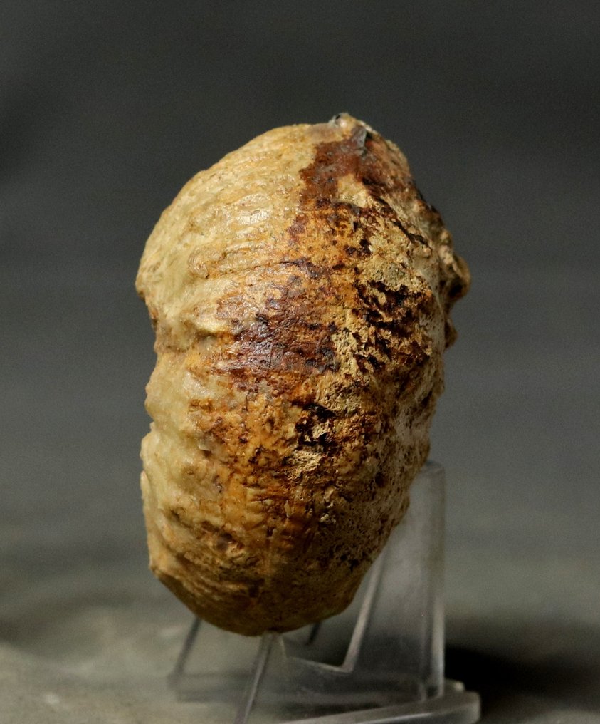 一只精美的菊石 - 動物化石 - Liparoceras gallicum - 7.3 cm  (沒有保留價) #2.1