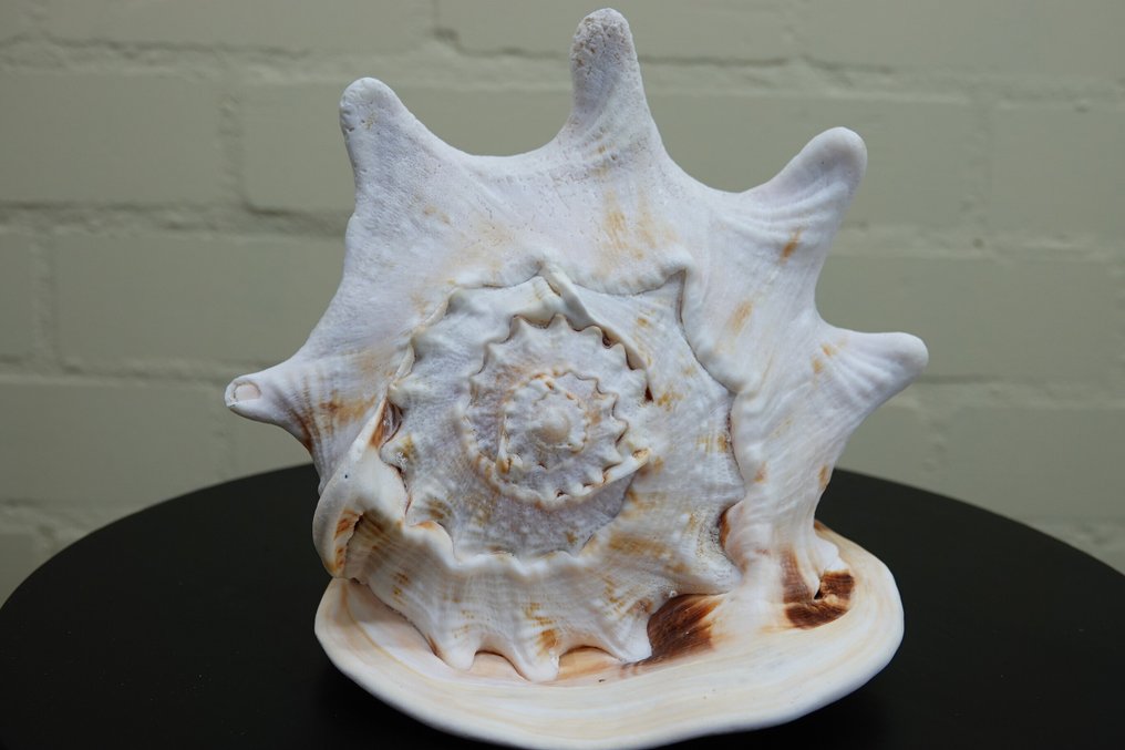 角盔 蜆 - Cassis cornuta  (沒有保留價) #1.0