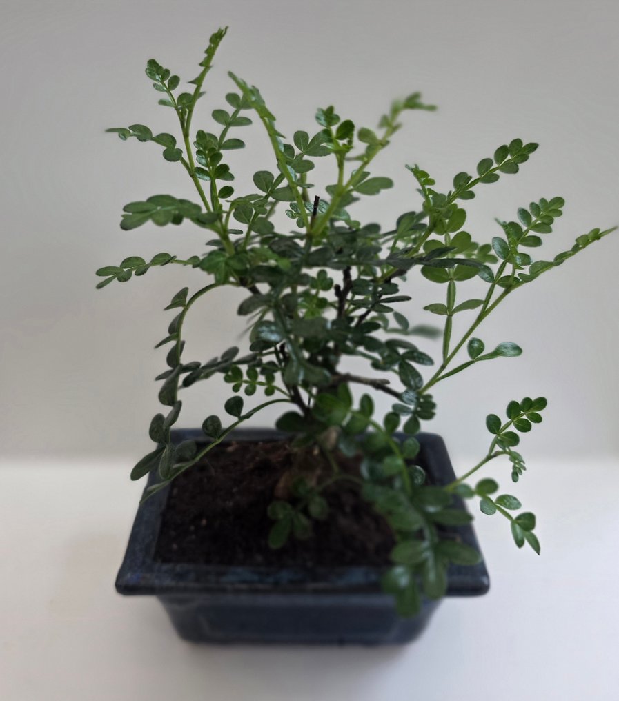 Operculicarya decaryi - Ύψος (Δέντρο): 12 cm - Βάθος (Δέντρο): 5 cm - Μαδαγασκάρη #1.0