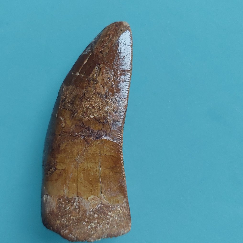 Δεινόσαυρος - Απολιθωμένο δόντι - Carcharodontosaurus sp. - 68 mm - 30 mm #2.1