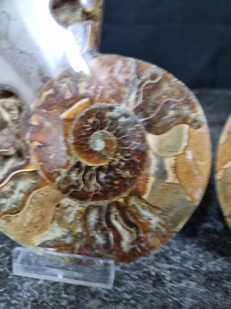 美丽的大型菊石 - 動物化石 - Aioloceras (Cleoniceras) sp - 125 mm - 100 mm (沒有保留價) #4.3