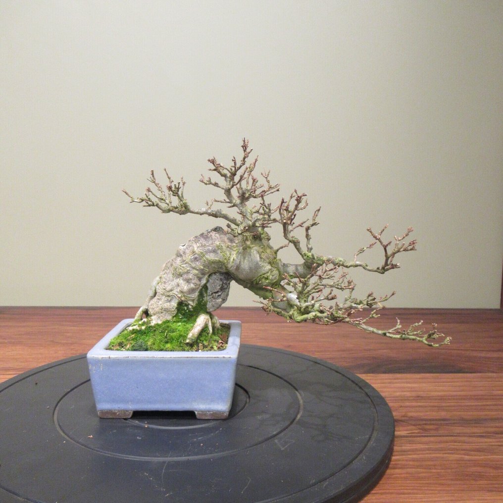 Acer buergerianum - Height (Tree): 18 cm - Depth (Tree): 32 cm - Japan #1.0