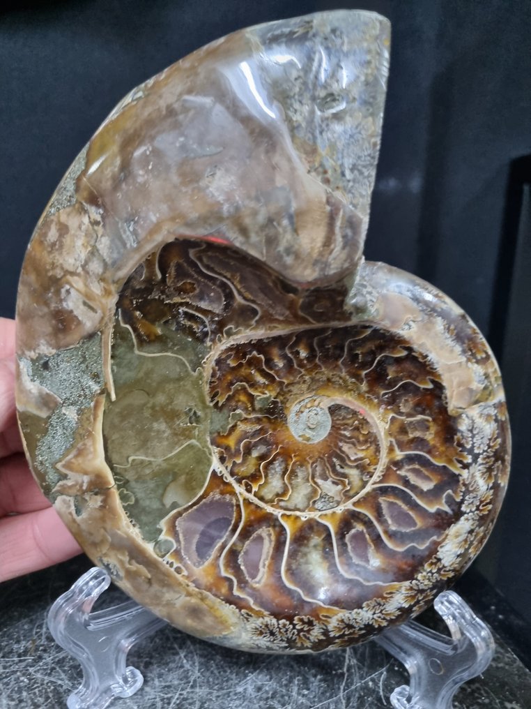 极大号的菊石碗，具有美丽的图案。 - 動物化石 - Aioloceras (Cleoniceras) sp - 164 mm - 135 mm  (沒有保留價) #1.0