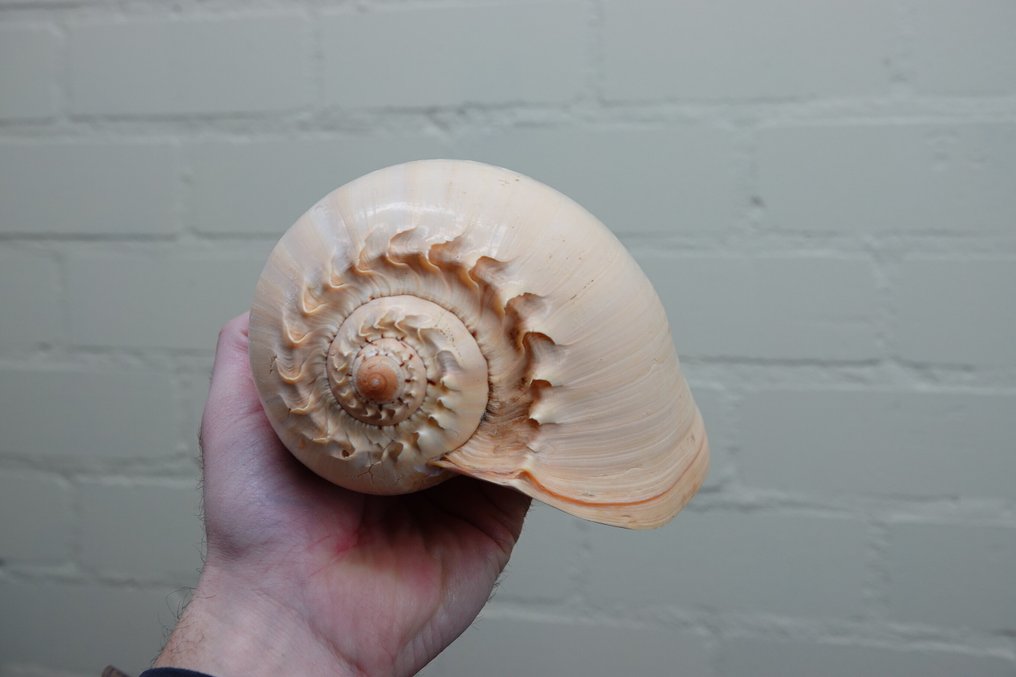 Heavy Bailer Pantser - Melo diadema - 20 cm - 0 cm - 0 cm - non-CITES species #1.0