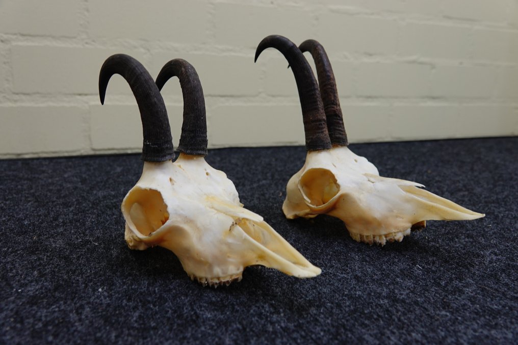 Χαμουάις - κρανίο με κέρατα Κρανίο - Rupicapra rupicapra - 0 cm - 0 cm - 0 cm- non-CITES species -  (2) #1.0