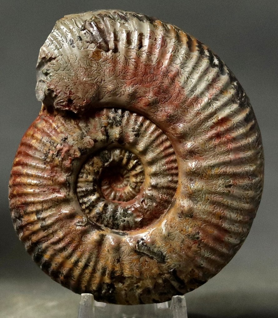 Εκλεκτός αμμόλιθος με πολλαπλά φυσικά χρώματα. - Απολιθωμένο ζώο - Hammatoceras speciosum - 8.5 cm  (χωρίς τιμή ασφαλείας) #1.0