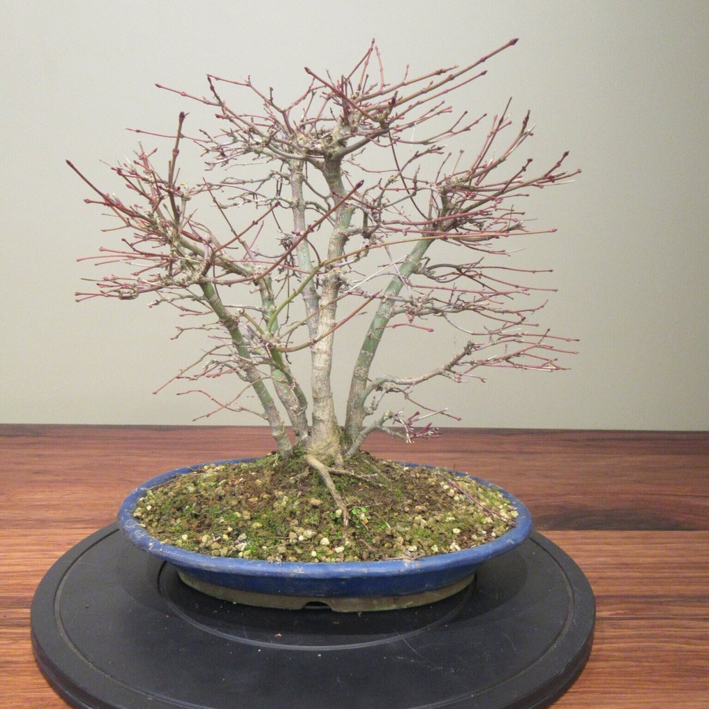 Acer palmatum - Height (Tree): 34 cm - Depth (Tree): 38 cm - Japan #1.0