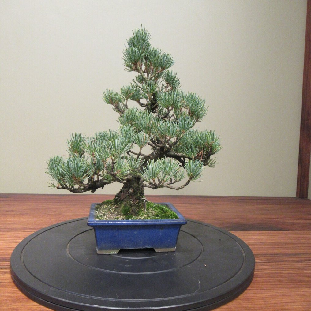 Pinus parviflora - Height (Tree): 33 cm - Depth (Tree): 36 cm - Japan #2.1