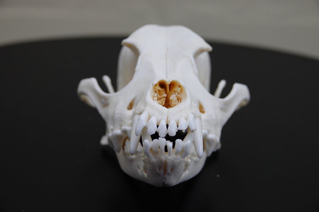 Cane domestico Teschio - Canis l. familiaris - 0 cm - 0 cm - 12 cm - (1) #2.1