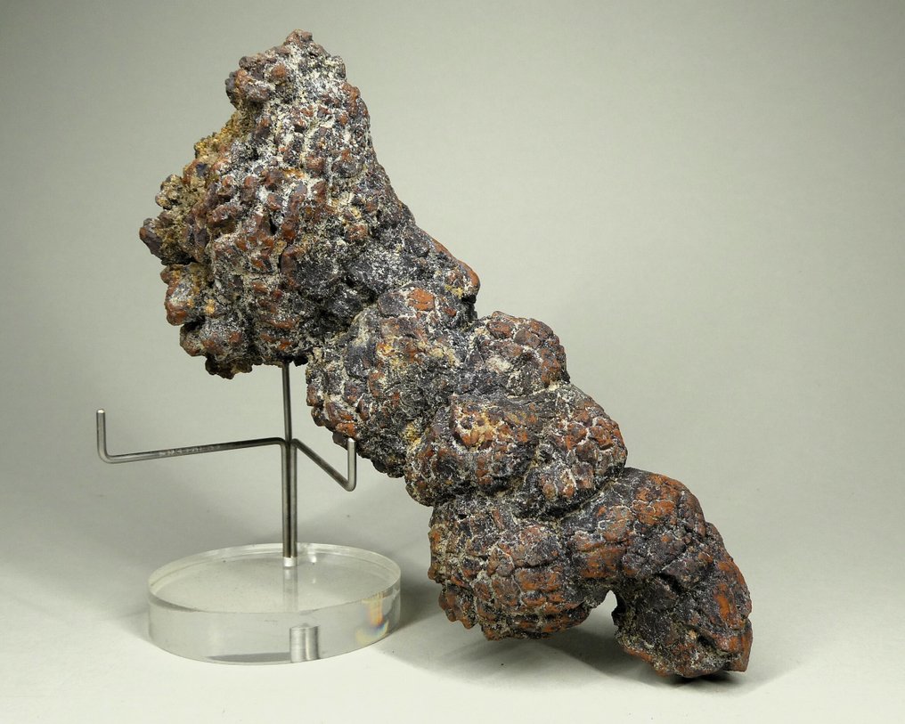 化石爬行动物粪便 - 動物化石 - Koprolithe - 14.5 cm  (沒有保留價) #1.0