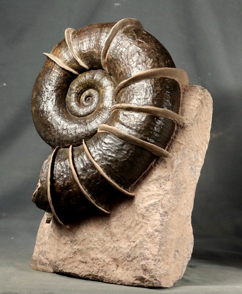 精美的菊石，拥有宏伟的“翅膀”包裹壳体，支撑在自立的石头上。 - 動物化石 - Lytoceras cornucopiae (32 cm !!! ) - 40 cm - 28 cm #3.2