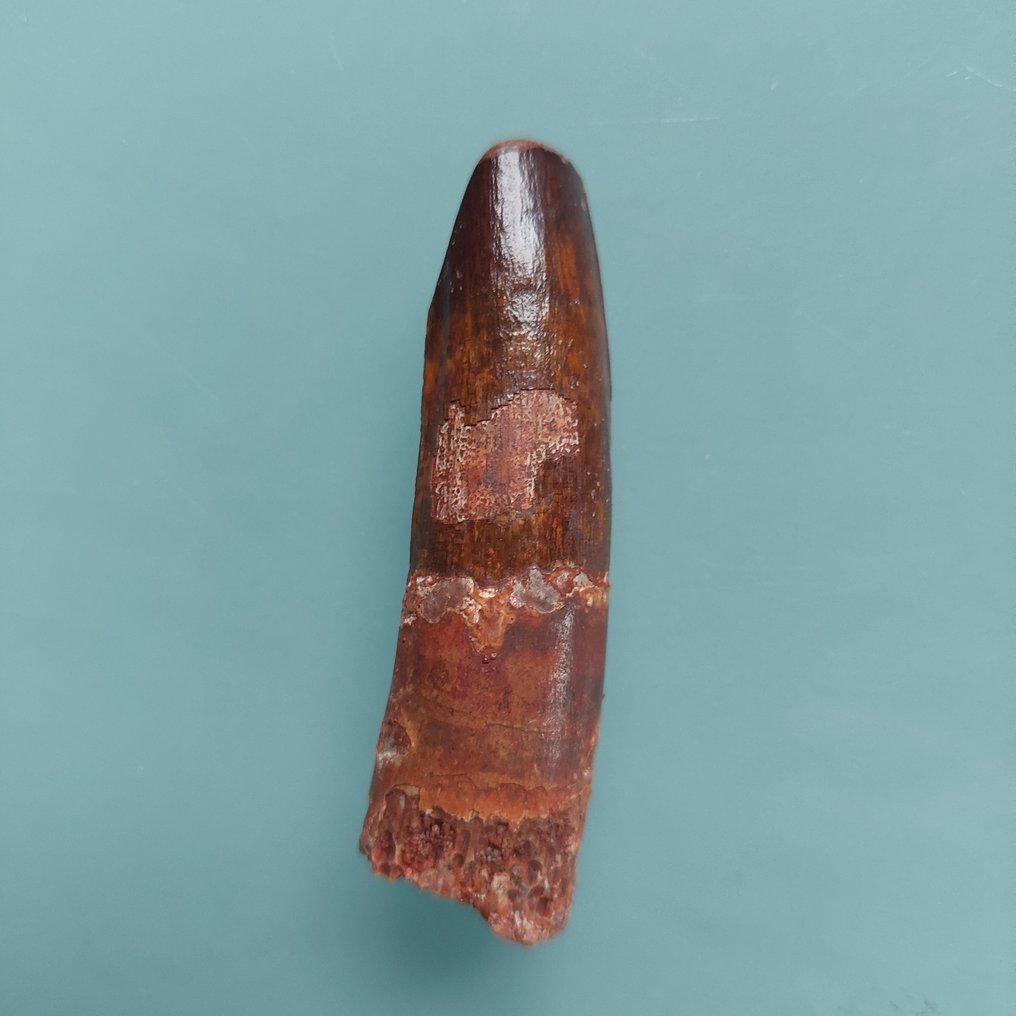 Σπάνιο δόντι του Rebbachisaurus, μήκος 28 mm. - Απολιθωμένο δόντι - 60 mm - 18 mm  (χωρίς τιμή ασφαλείας) #1.0