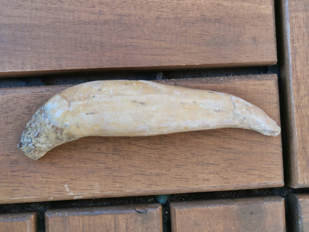 鯨魚 - 牙齒化石 - 10.22 cm  (沒有保留價) #2.1