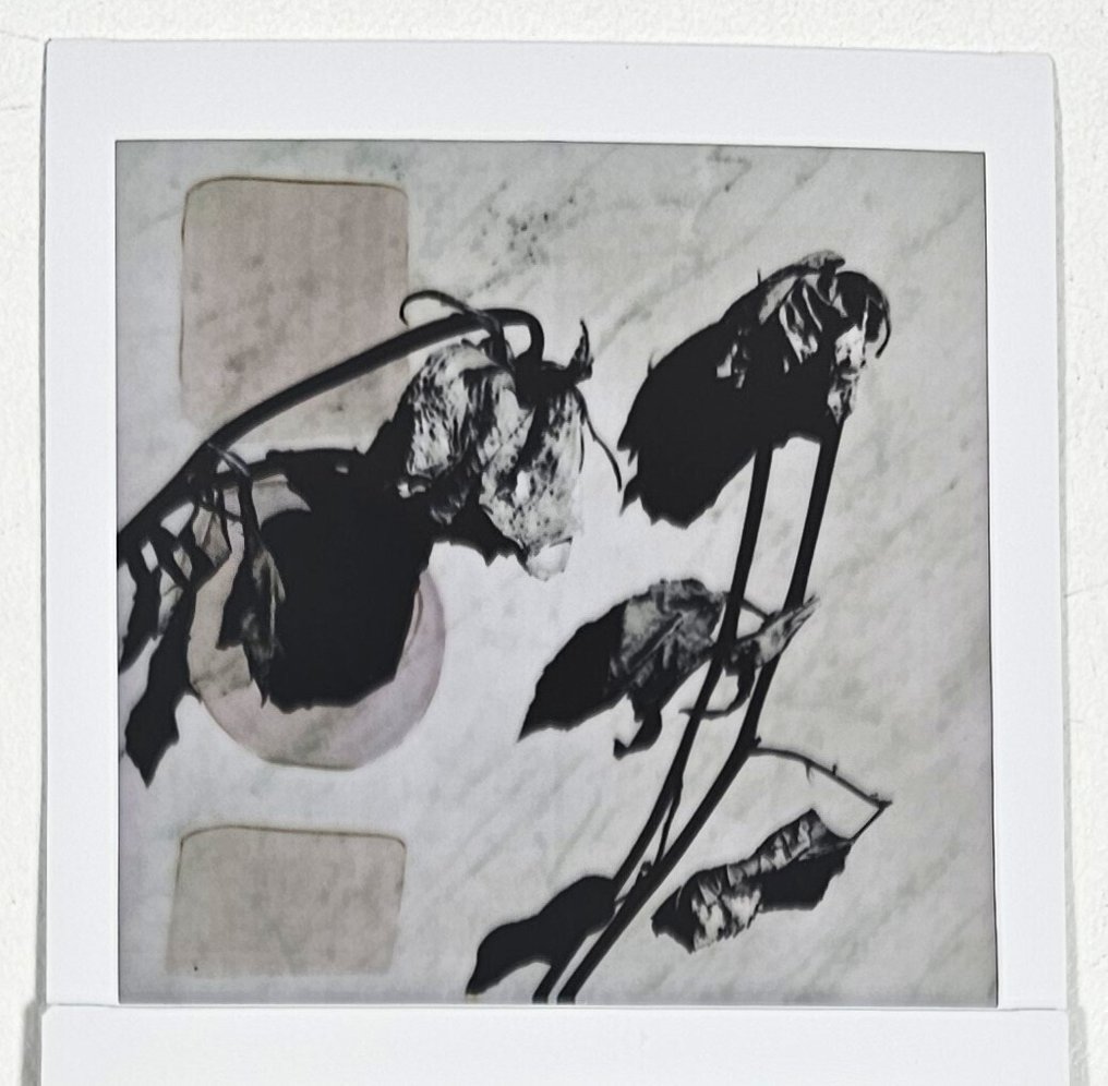 Maurizio Galimberti (1956–) - BiFlowers - 10908 #3.2