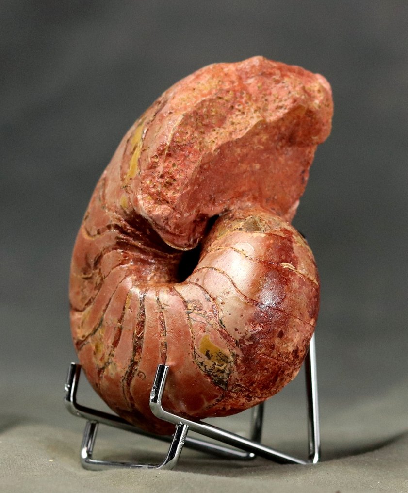 λεπτό Nautiloïd - Απολιθωμένο ζώο - Cenoceras jourdani - 9.5 cm  (χωρίς τιμή ασφαλείας) #2.1