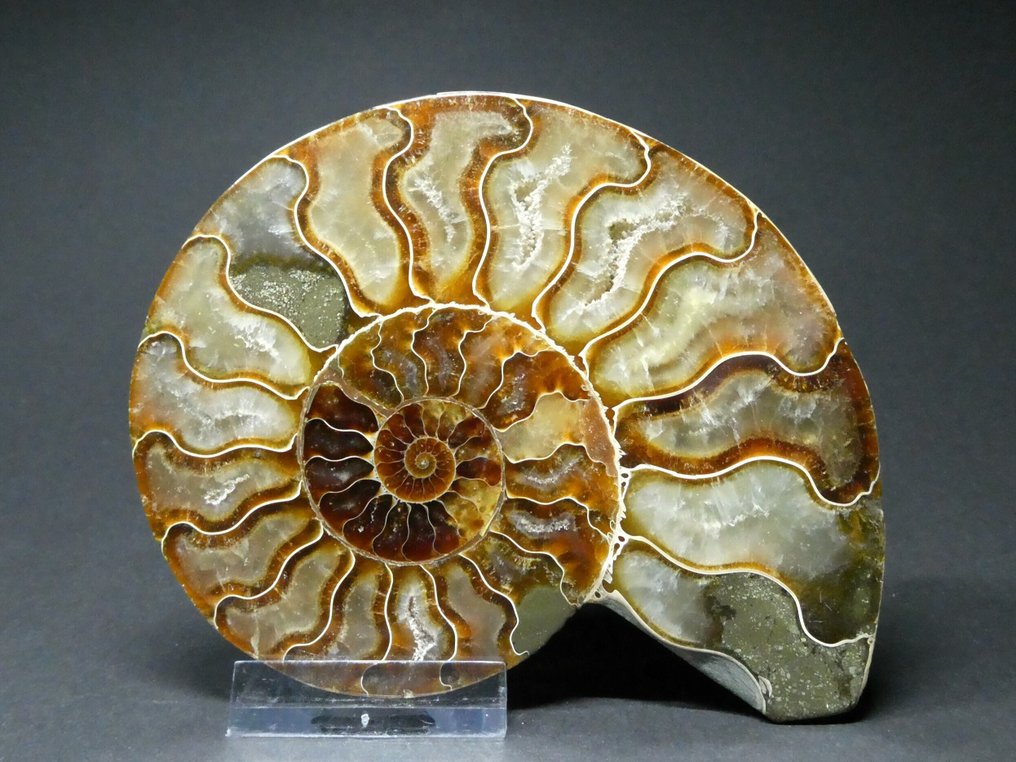 Ammonit - Forstenet dyr - Aioloceras (Cleoniceras) sp. - 12 cm  (Ingen mindstepris) #4.3