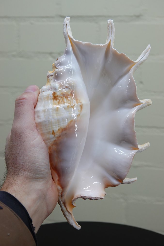 Chiragra Spider Conch 蜆 - Lambis chiragra  (沒有保留價) #3.2