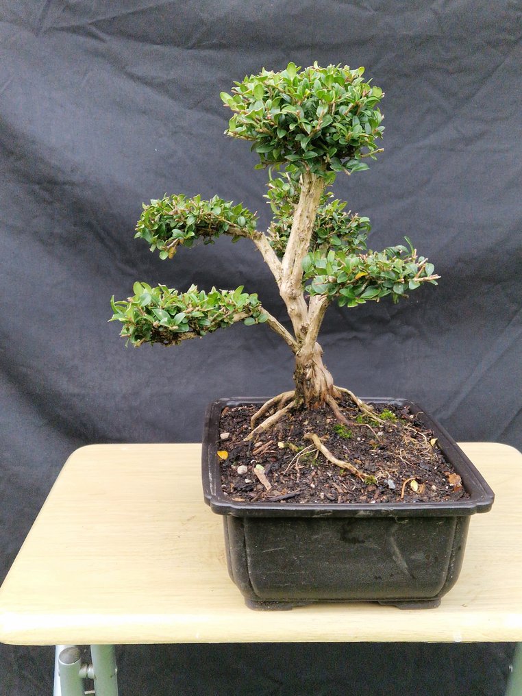Bonsaï Lonicera Nitida - Ύψος (Δέντρο): 27 cm - Βάθος (Δέντρο): 27 cm - Γαλλία #4.3