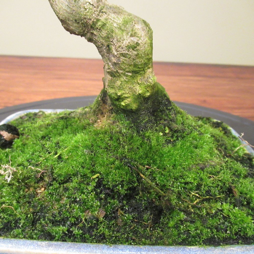 Acer buergerianum - Höjd (träd): 24 cm - Djup (träd): 26 cm - Japan #4.3