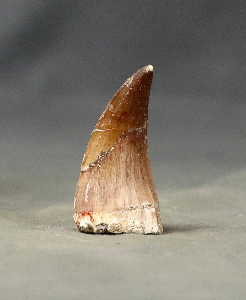 优质的海龙兽牙齿 - 牙齿化石 - Mosasaurus beaugei - 4.4 cm  (没有保留价) #2.1