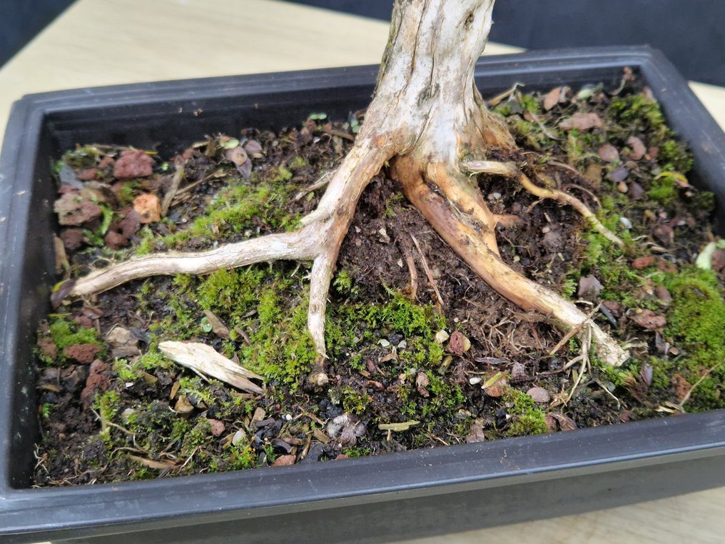 Bonsaï Lonicera Nitida - Ύψος (Δέντρο): 35 cm - Βάθος (Δέντρο): 24 cm - Γαλλία #2.1