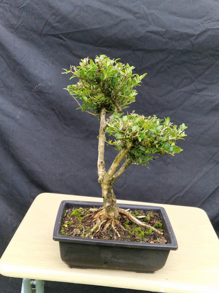 Bonsaï Lonicera Nitida - Ύψος (Δέντρο): 35 cm - Βάθος (Δέντρο): 24 cm - Γαλλία #3.2