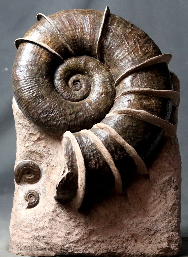 精美的菊石，拥有宏伟的“翅膀”包裹壳体，支撑在自立的石头上。 - 動物化石 - Lytoceras cornucopiae (32 cm !!! ) - 40 cm - 28 cm #2.1