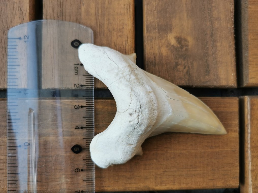 Καρχαρίας - Απολιθωμένο δόντι - otudus obliqus - 8.2 cm  (χωρίς τιμή ασφαλείας) #2.1