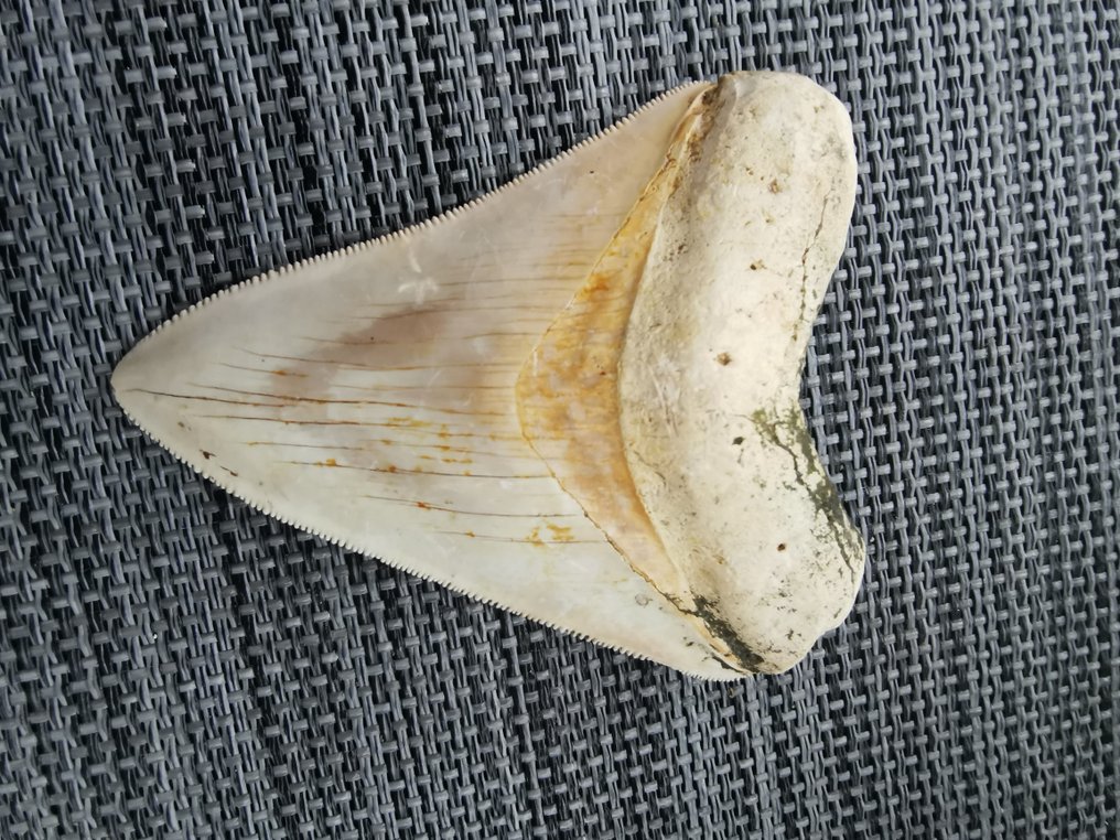 Megalodon - Fossil tand - 7 cm #3.2