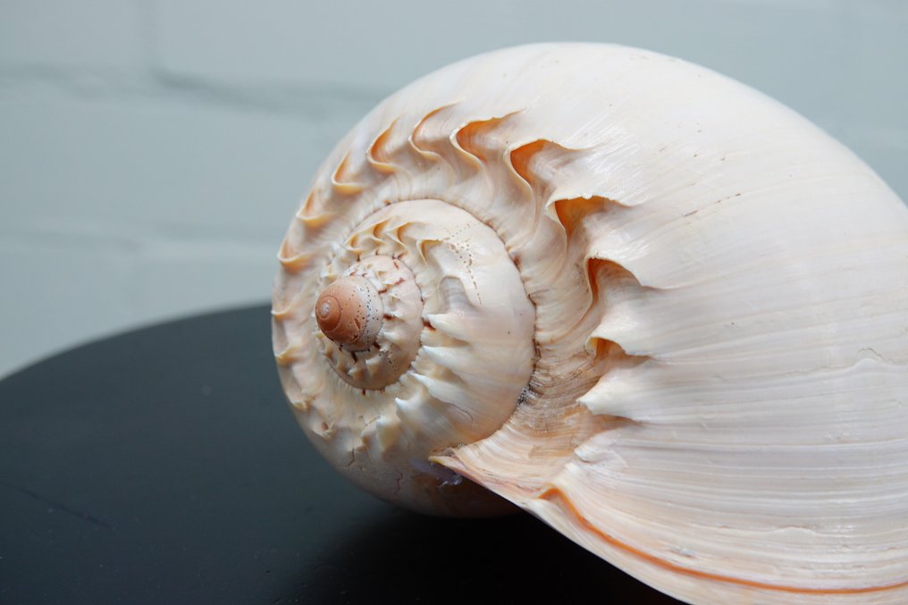 Heavy Bailer Pantser - Melo diadema - 20 cm - 0 cm - 0 cm - non-CITES species #3.2