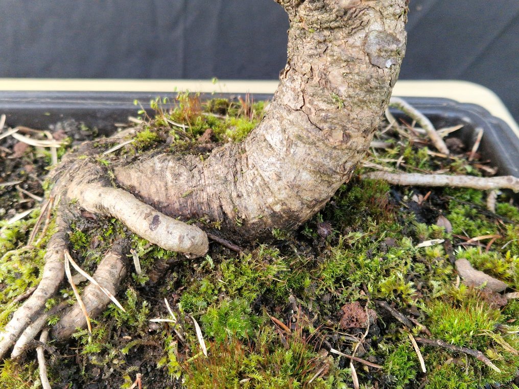 Πευκή μπονσάι (Pinus) - Ύψος (Δέντρο): 59 cm - Βάθος (Δέντρο): 60 cm - Γαλλία #2.1