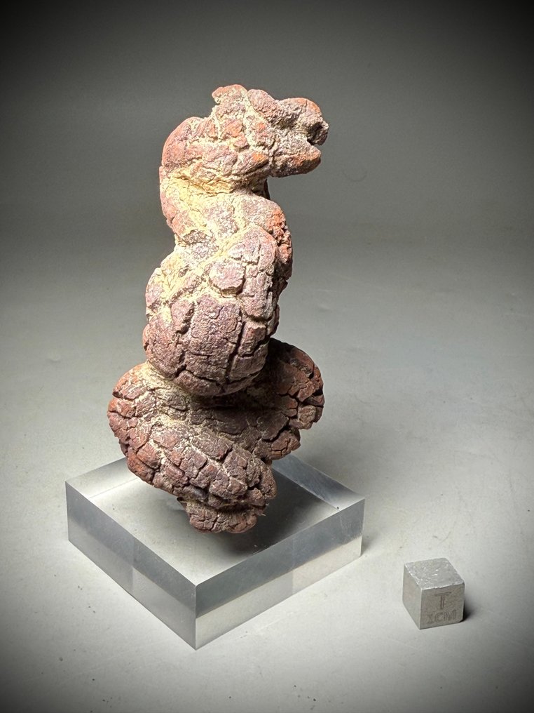 Απολίθωμα Τέρατος 'κόπρανα' - Απολιθωμένα τμήματα - Coprolite- Large stunning specimen #4.3