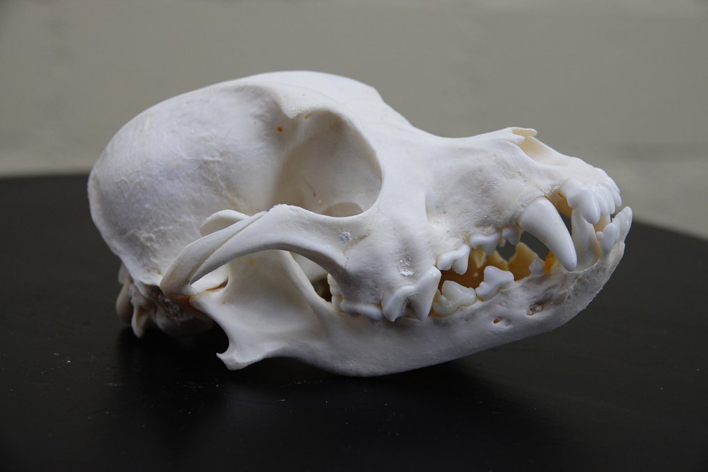 Cane domestico Teschio - Canis l. familiaris - 0 cm - 0 cm - 12 cm - (1) #3.2