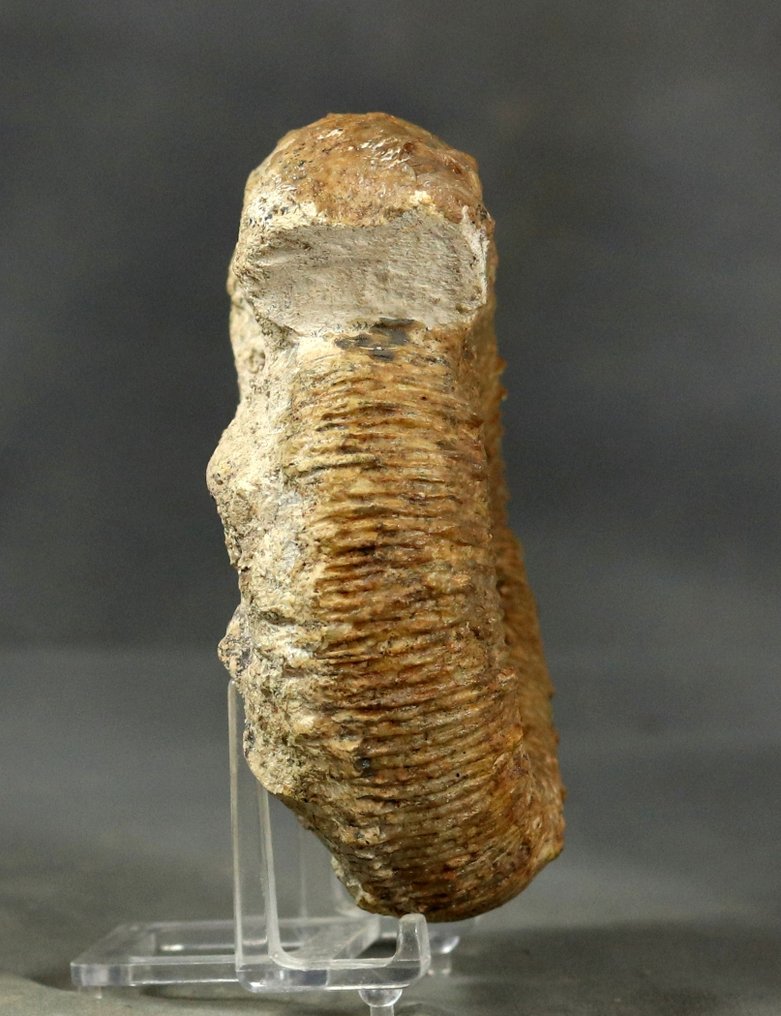 Πολύ σπάνιο - Λεπτή Αμμόνη - Απολιθωμένο ζώο - Porpoceras aff spinatum - 11.9 cm #4.3